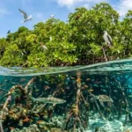 International Day for the Conservation of the Mangrove Ecosystem